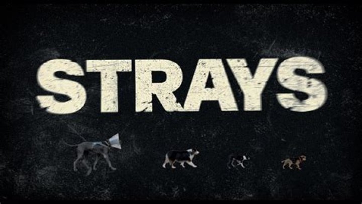the strays
