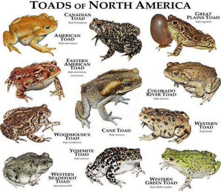 What are some toad names?