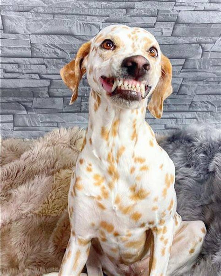 What is a lemon Dalmatian?