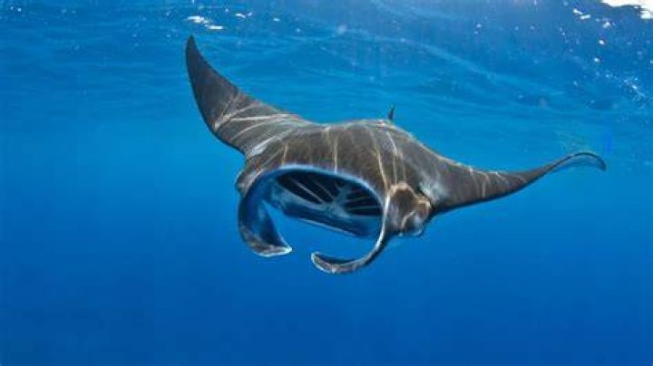 Who is the Manta Ray in Finding Nemo?