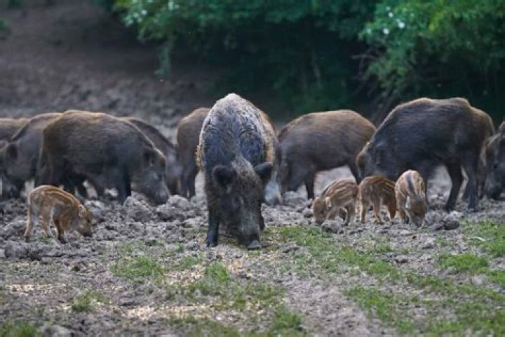 wild hogs